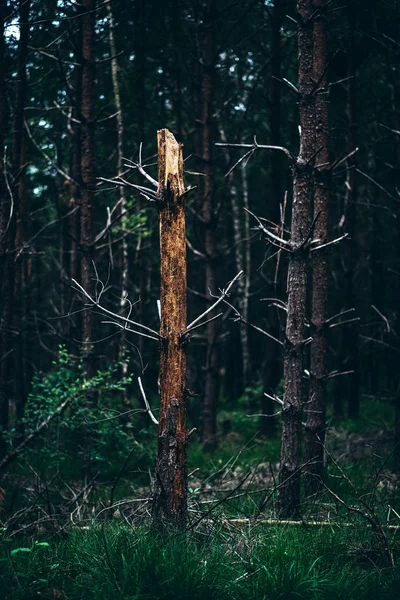 Ölü kırık ağaç gövdesi — Stok fotoğraf