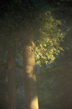 Ormanda sabah güneş ışığı altında.