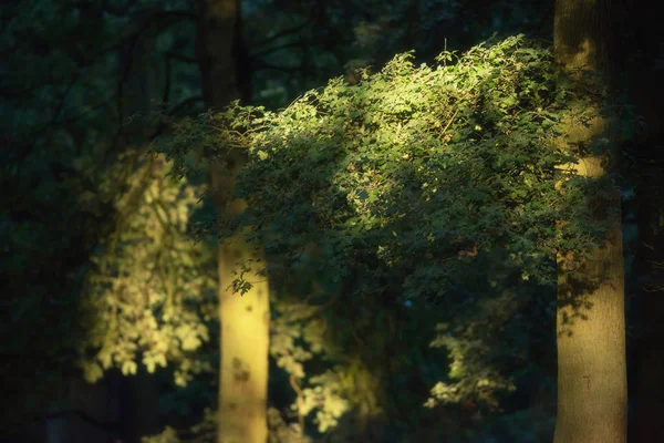 清晨阳光下森林中的树 — 图库照片