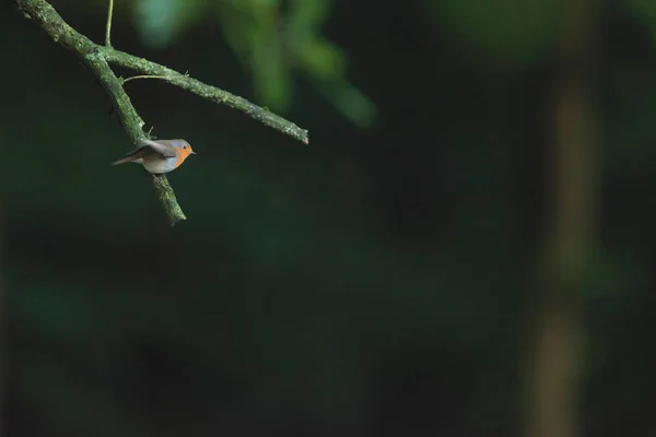 Robin Poitrine Rouge Sur Branche Dans Forêt — Photo