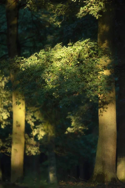 Albero Nella Foresta Alla Luce Del Sole Del Mattino — Foto Stock