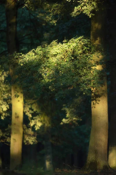 Tree Forest Morning Sunlight — Stock Photo, Image