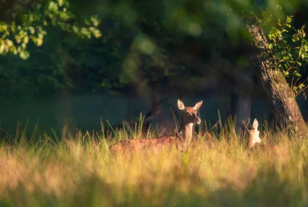 Vrouwelijke Edelherten Ochtend Licht Hoog Gras — Stockfoto