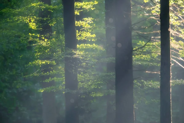 Rays Light Misty Autumn Forest — Stock Photo, Image