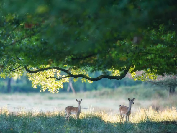 Zwei Rehe Unter Baum Wald — Stockfoto