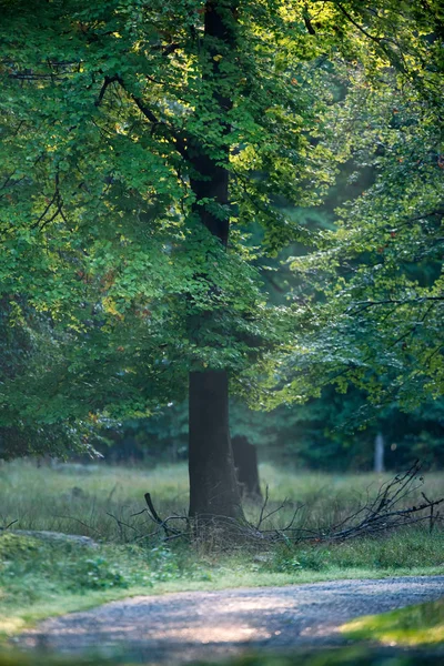 Gångväg Dimmig Höstskog — Stockfoto