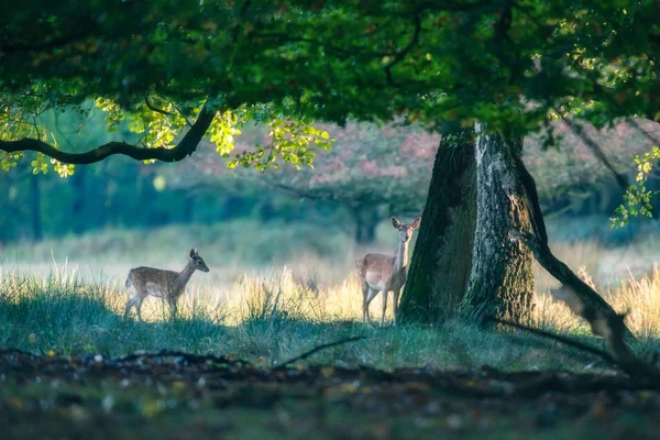 フォレスト内のツリーの下 つの鹿 — ストック写真