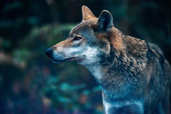 Lobo Eurasiano Floresta Vista Lateral — Fotografia de Stock