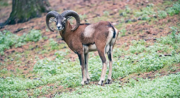 Bélier Mouflon Flanc Colline Forêt — Photo