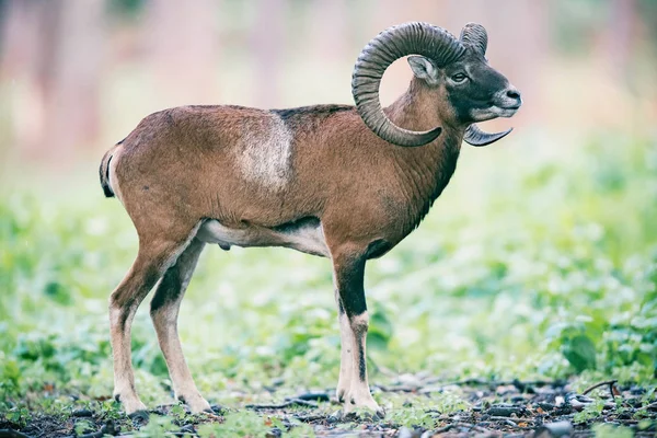 Mouflon Ram Encosta Floresta — Fotografia de Stock