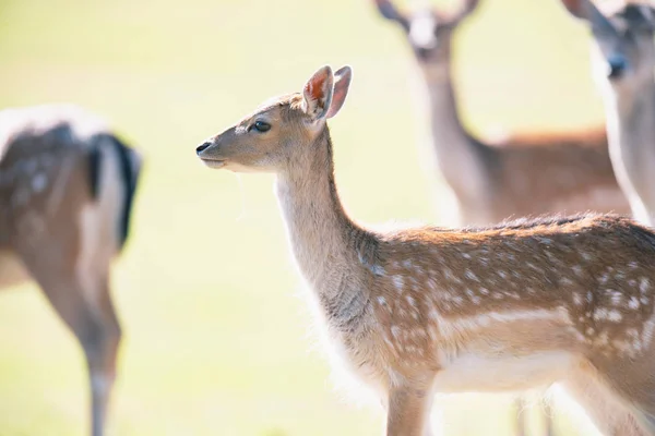 Damherten Jonge Een Zonnige Weide — Stockfoto