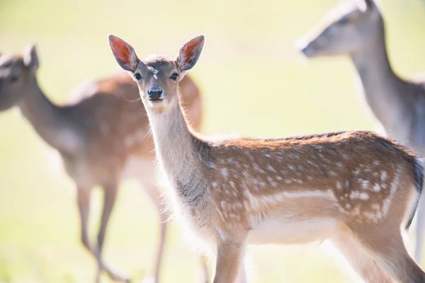 Damherten Jonge Een Zonnige Weide — Stockfoto