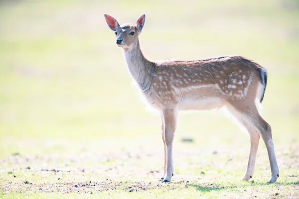 Jeune Cerf Jachère Dans Une Prairie Ensoleillée — Photo