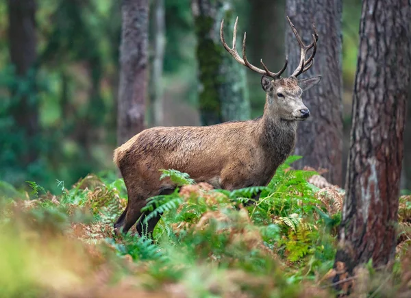 Cerf Rouge Cerf Dans Forêt Automne — Photo