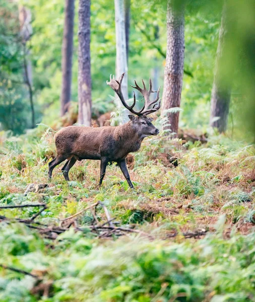 Red Deer Stag Höst Skog — Stockfoto