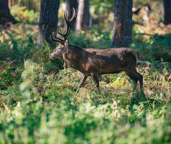 Red Deer Stag Höst Skog — Stockfoto
