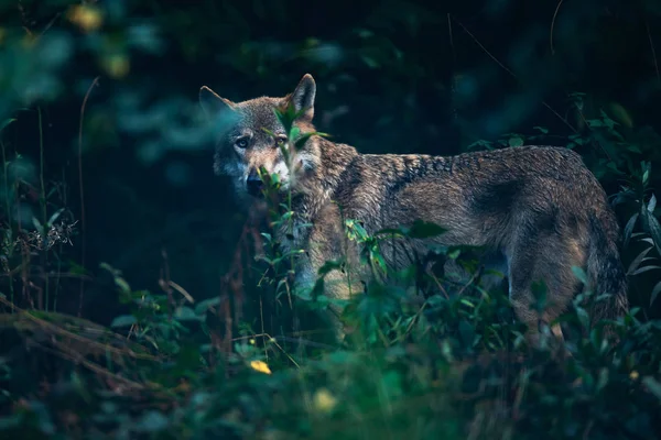 Euraziatische Wolf Achter Struiken Bos — Stockfoto