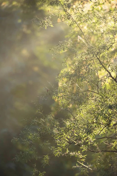 霧の深い朝の森で日光の光線 — ストック写真