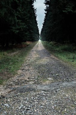 Boş yol karanlık ormanın içinde.