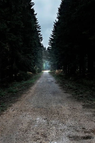 Empty path in dark forest.