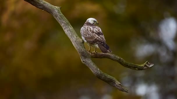 Juvenile buzzard perched on branch flying away.