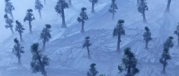 Aerial Sequoia Trees Misty Frozen Cracked Landscape — Stock Photo, Image