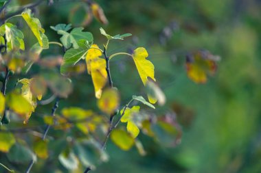 Güneş ışığı altında sonbahar yaprakları Close-up.