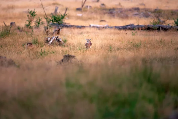 夕日に背の高い黄色の草間 Mouflon — ストック写真