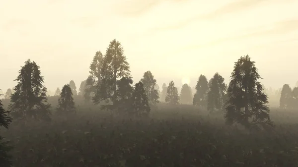 Мистический сосновый лес на рассвете . — стоковое фото