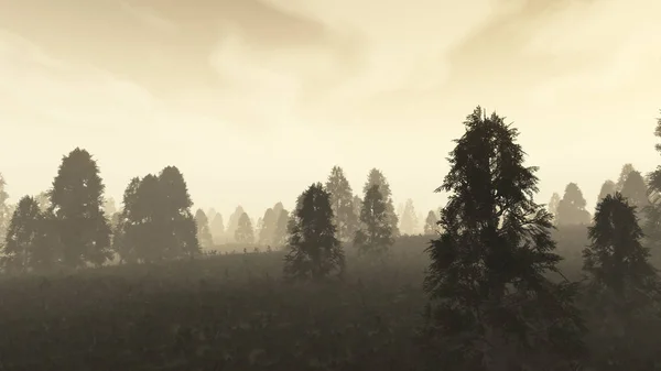 Floresta de pinheiros nebulosos ao amanhecer . — Fotografia de Stock