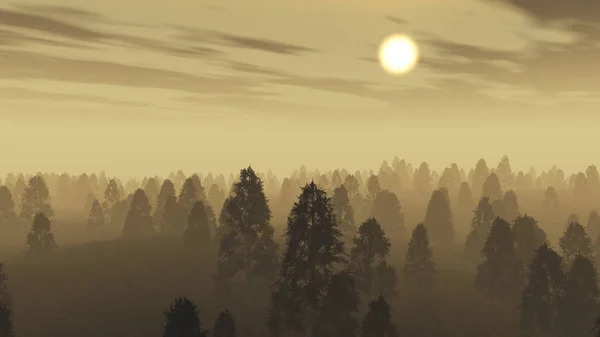 黎明时分的雾状松树林. — 图库照片