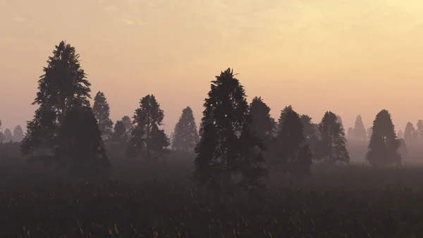 Mglisty sosnowego lasu o zachodzie słońca. — Zdjęcie stockowe