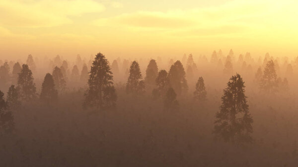 Misty pine forest at sunset.