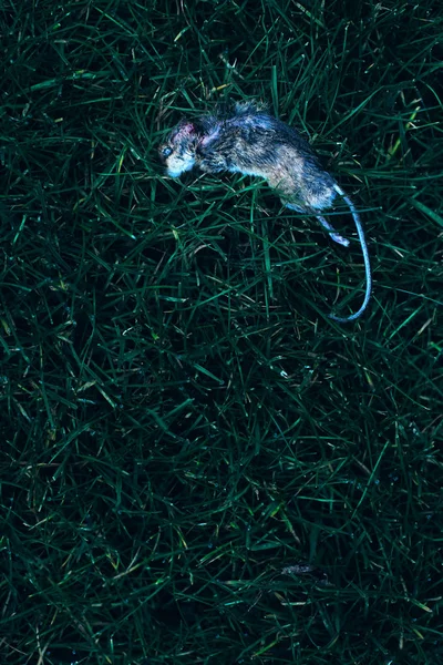 La souris morte dans l'herbe. Vue du dessus . — Photo