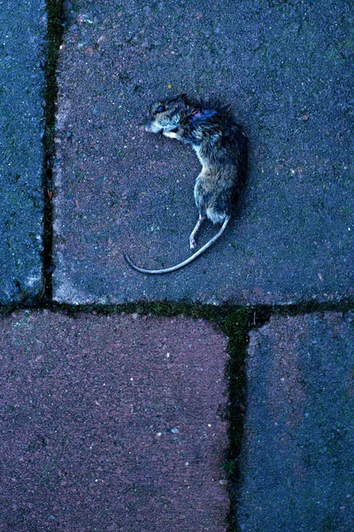 Νεκρό ποντίκι στα κεραμίδια. Κορυφαία προβολή. — Φωτογραφία Αρχείου
