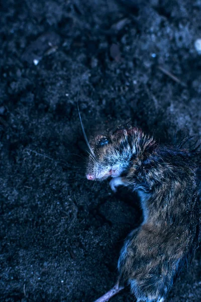 Ratón muerto en la tierra. Vista superior . — Foto de Stock