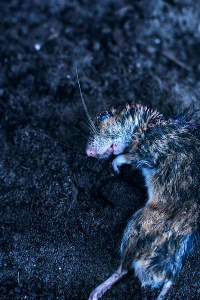 Мертвая мышь в грязи. Вид сверху . — стоковое фото