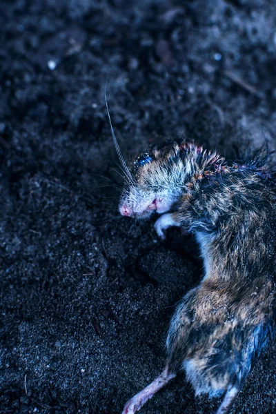 Ratón muerto en la tierra. Vista superior . — Foto de Stock