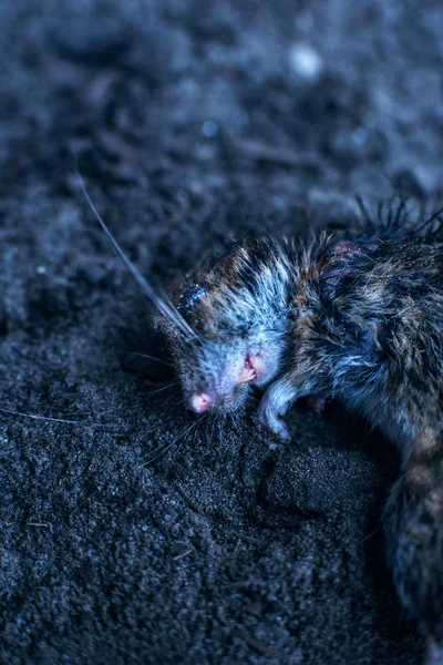 Head of dead mouse lying in soil.