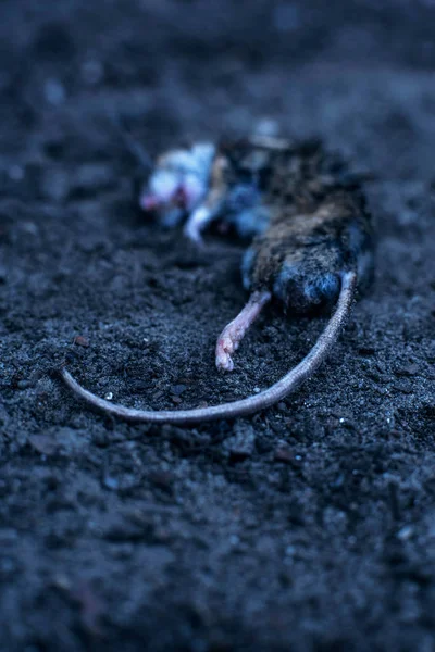 Ratón muerto yaciendo en tierra . — Foto de Stock