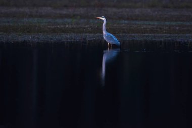 Doğa rezervi göl kenarında duran gri balıkçıl.