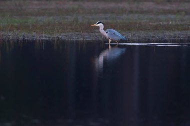 Doğa rezervi göl kenarında duran gri balıkçıl.