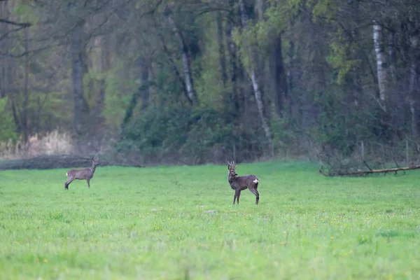 Roe Buck en geit in bos weide. — Stockfoto