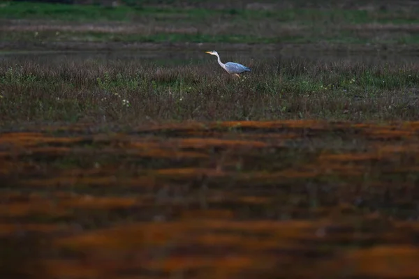 Airone grigio in campo nella riserva naturale . — Foto Stock