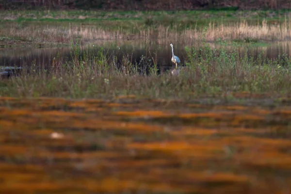 Doğa rezervi küçük gölde gri balıkçıl.