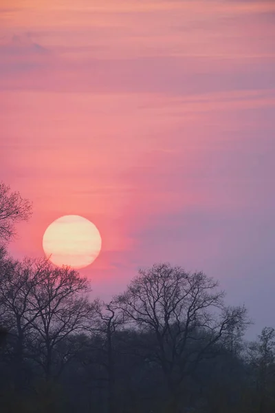 Solnedgång med stor röd sol och silhuett av träd. — Stockfoto