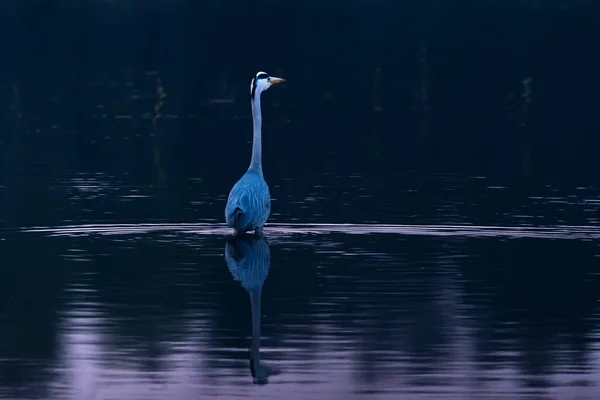 Сіра чапля, що б'ється в озері в сутінках . — стокове фото