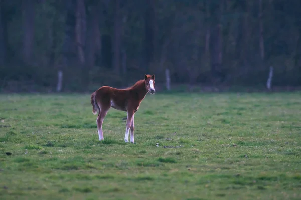 황혼의 초원에서 foal. — 스톡 사진