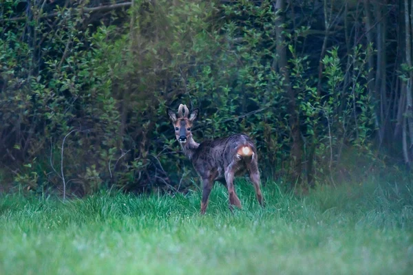 Bush kenarında çayır genç Roebuck. — Stok fotoğraf