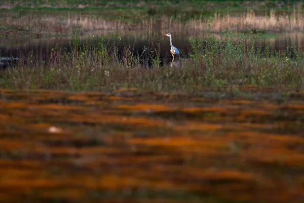 Airone grigio in piccolo lago nella riserva naturale . — Foto Stock